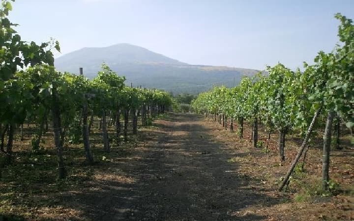 Winery Tour on Mt. Vesuvius and Visit of Pompeii From Amalfi