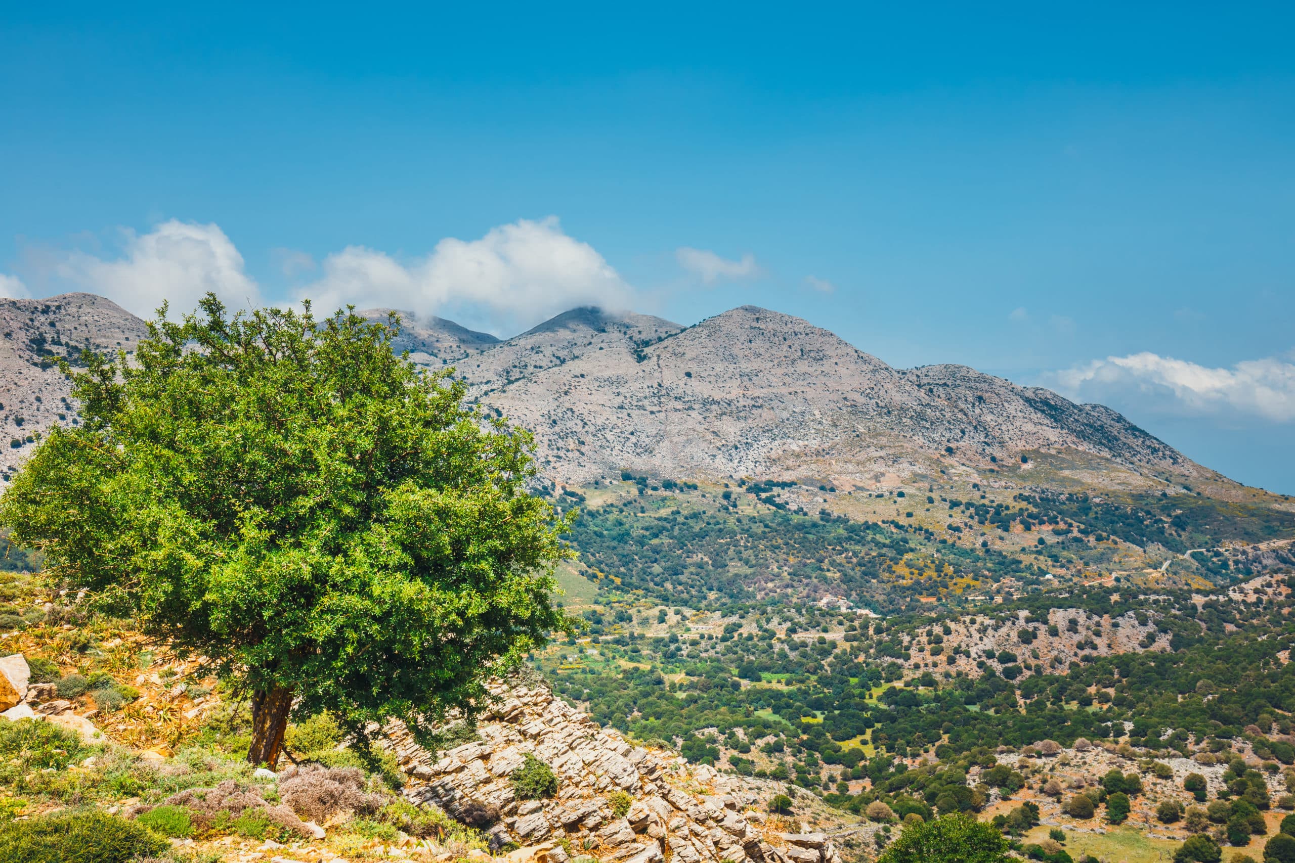 Olive,Fields,On,Crete,Island,In,Greece,,Cretan,Landscape