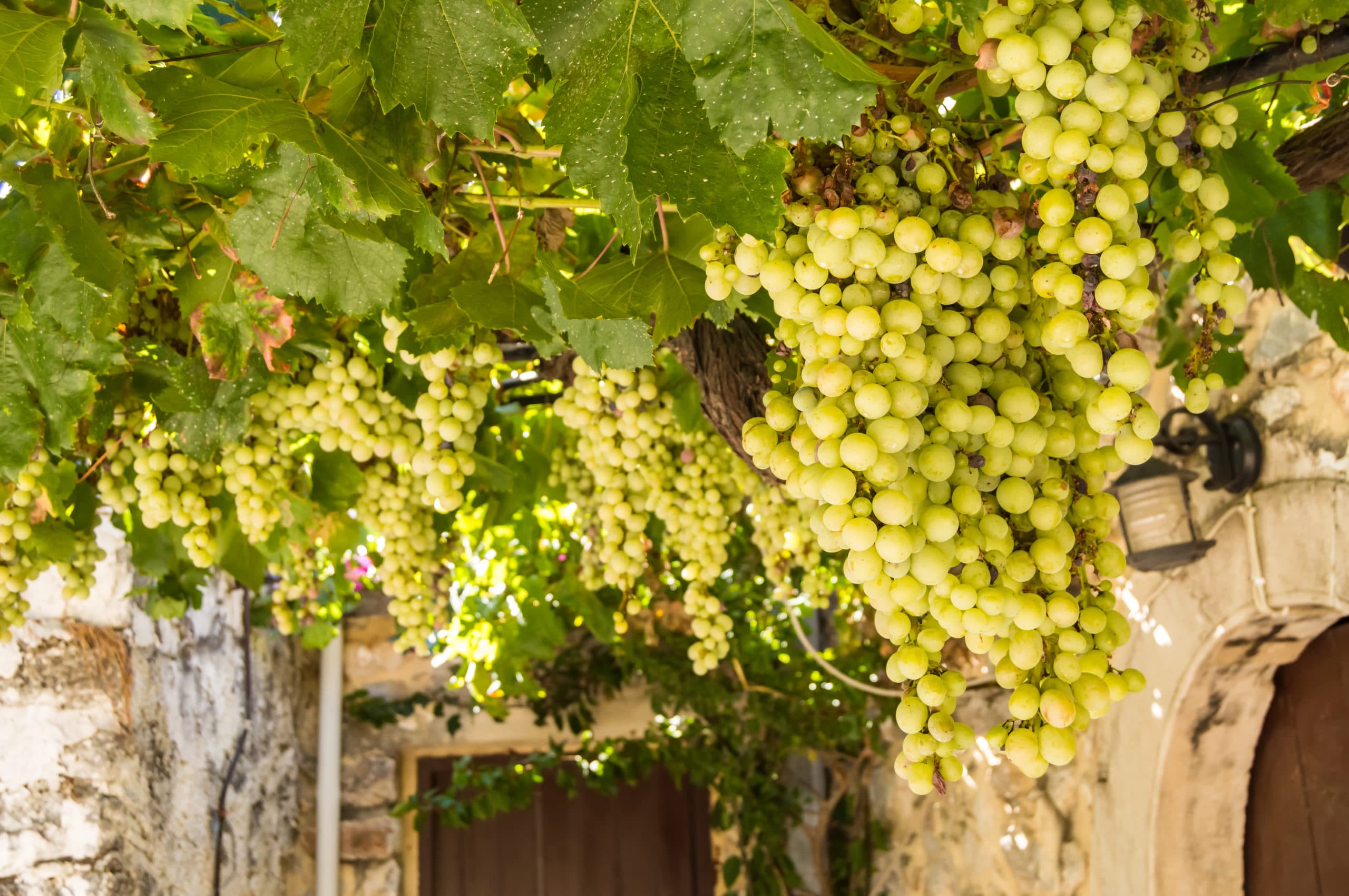 Vigne,Of,White,Grapes,Suspended,On,A,Pergola,Near,A