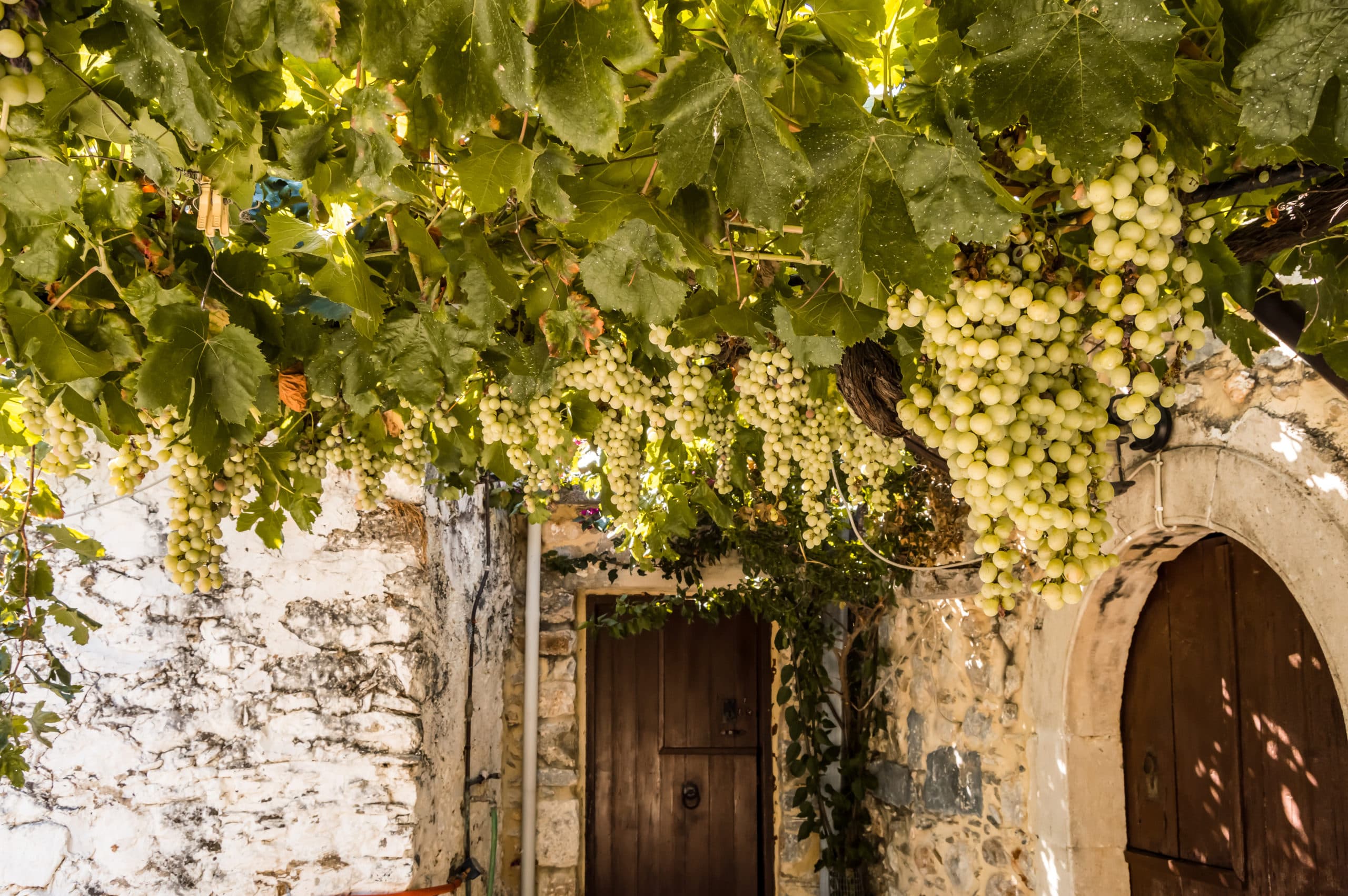 Vigne,Of,White,Grapes,Suspended,On,A,Pergola,Near,A