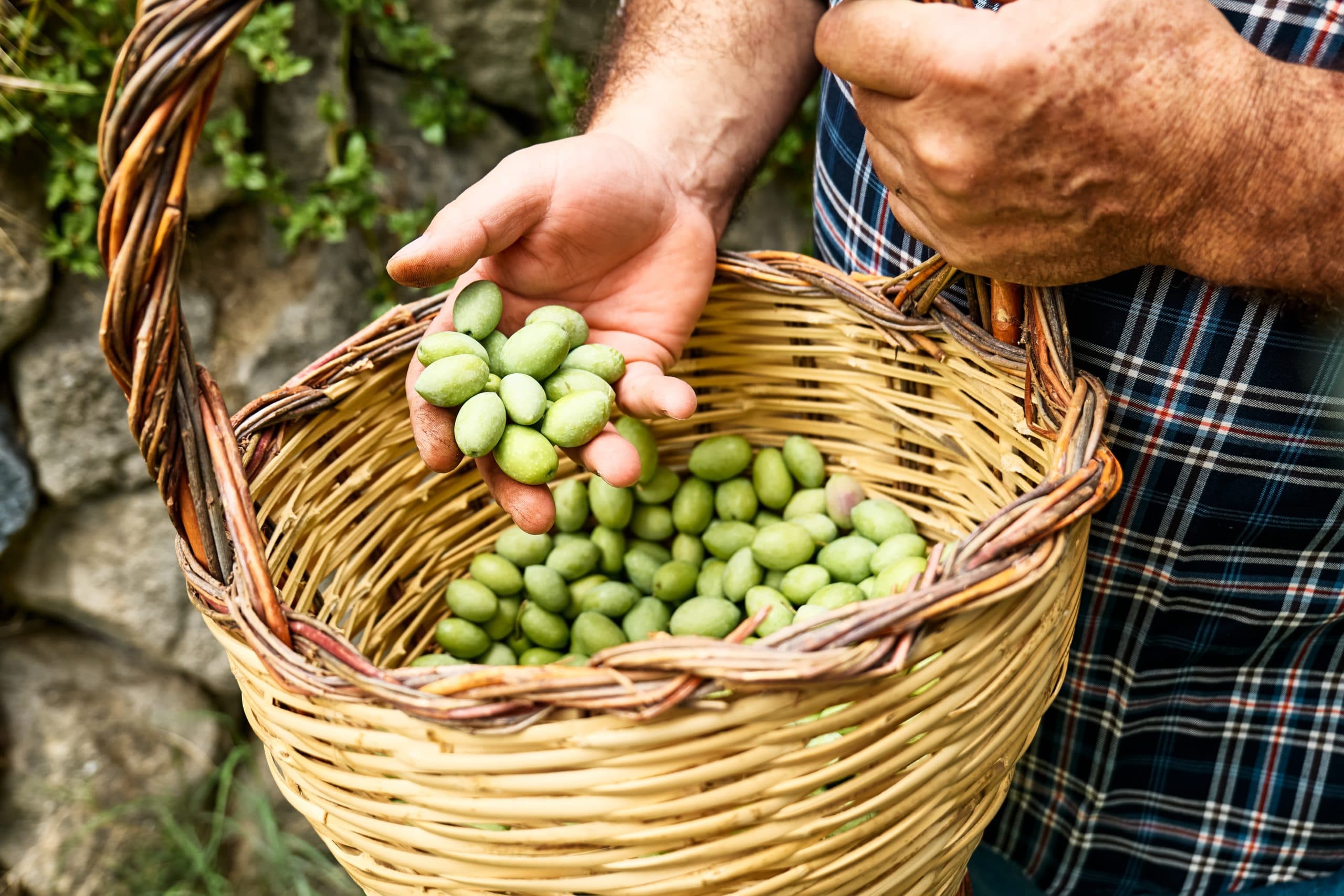 Man,Holding,A,Basket,With,Freshly,Collected,Olives,From,The