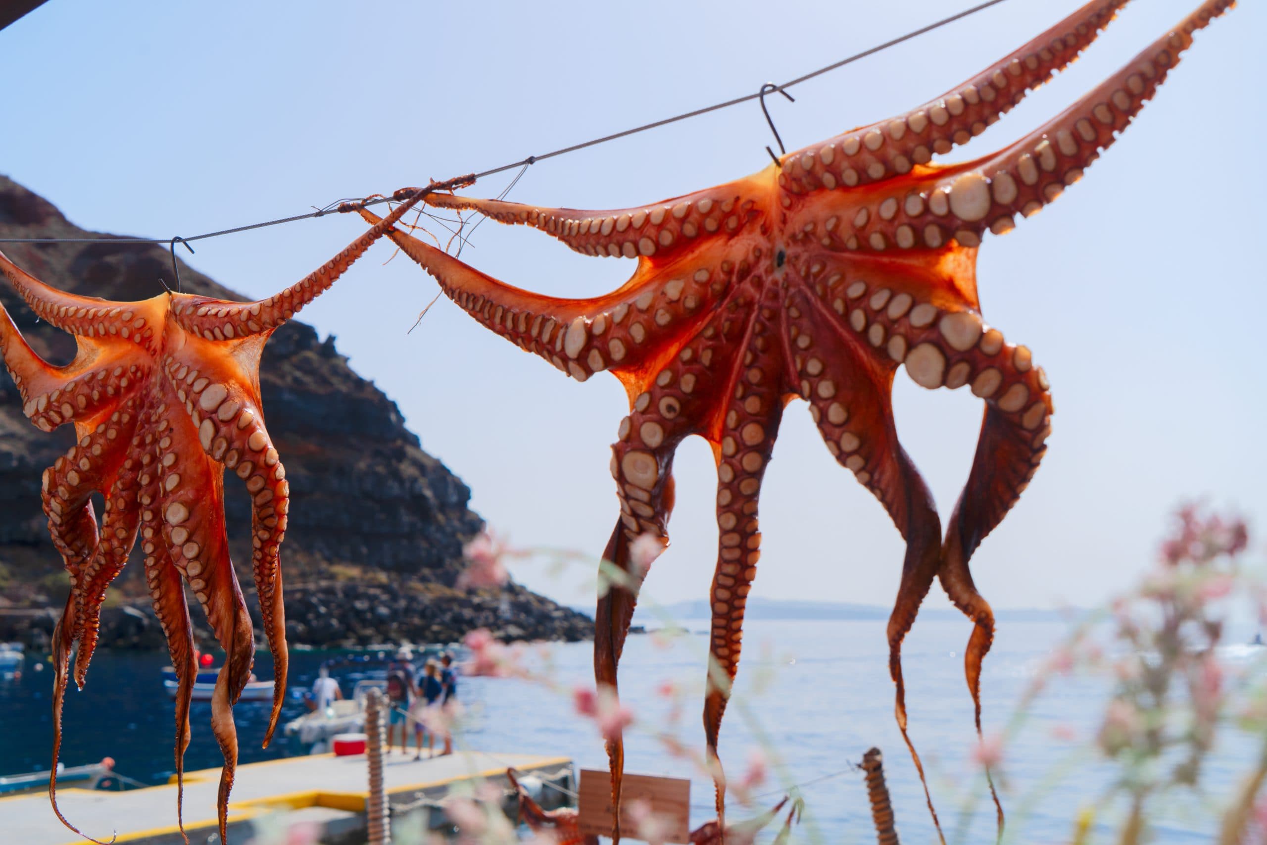 Sun,Dried,Octopus,Hanging,On,A,Rope,In,Local,Cafe,