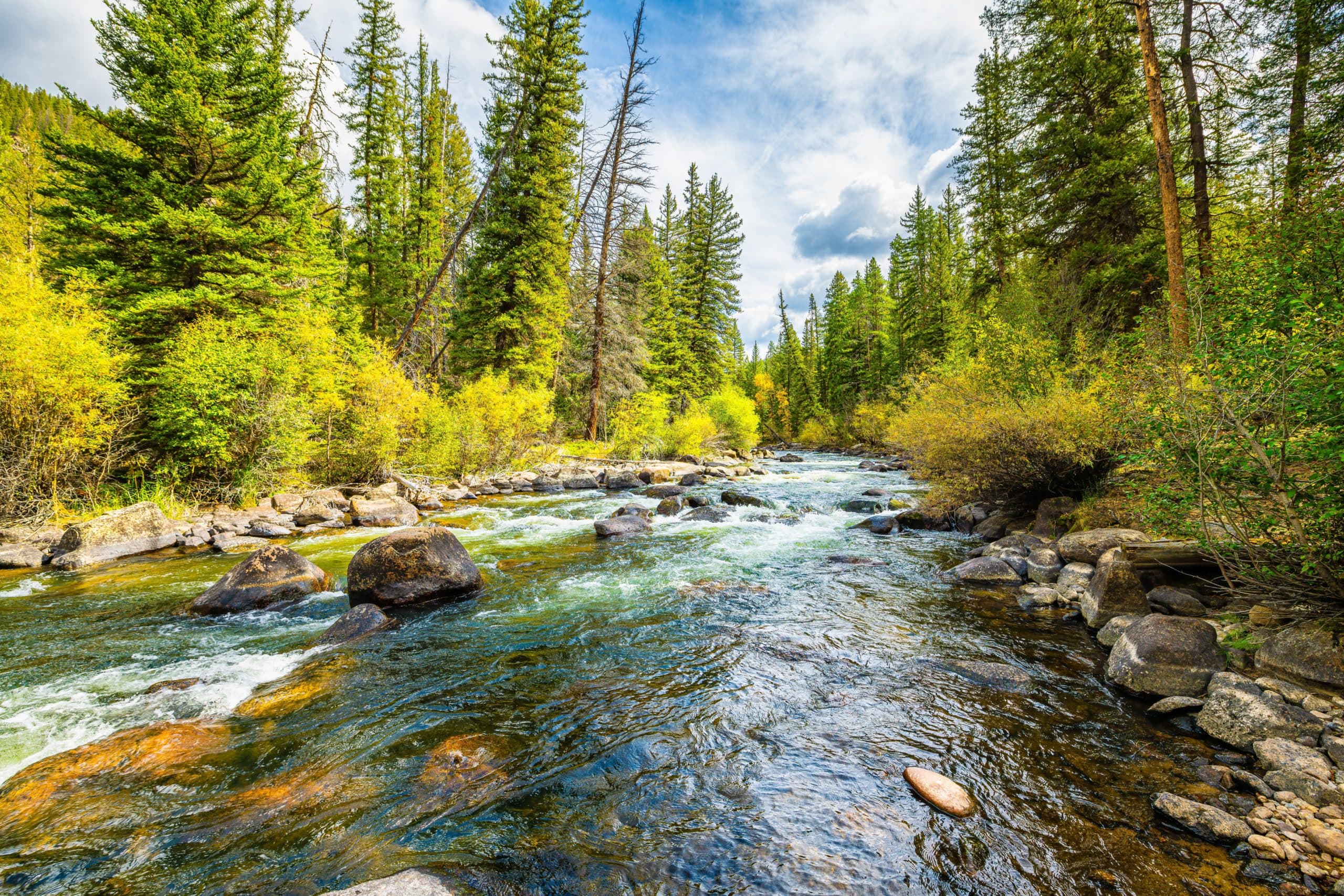 Aspen,Trees,Autumn,Fall,Spruce,Forest,In,Colorado,Cottonwood,Pass