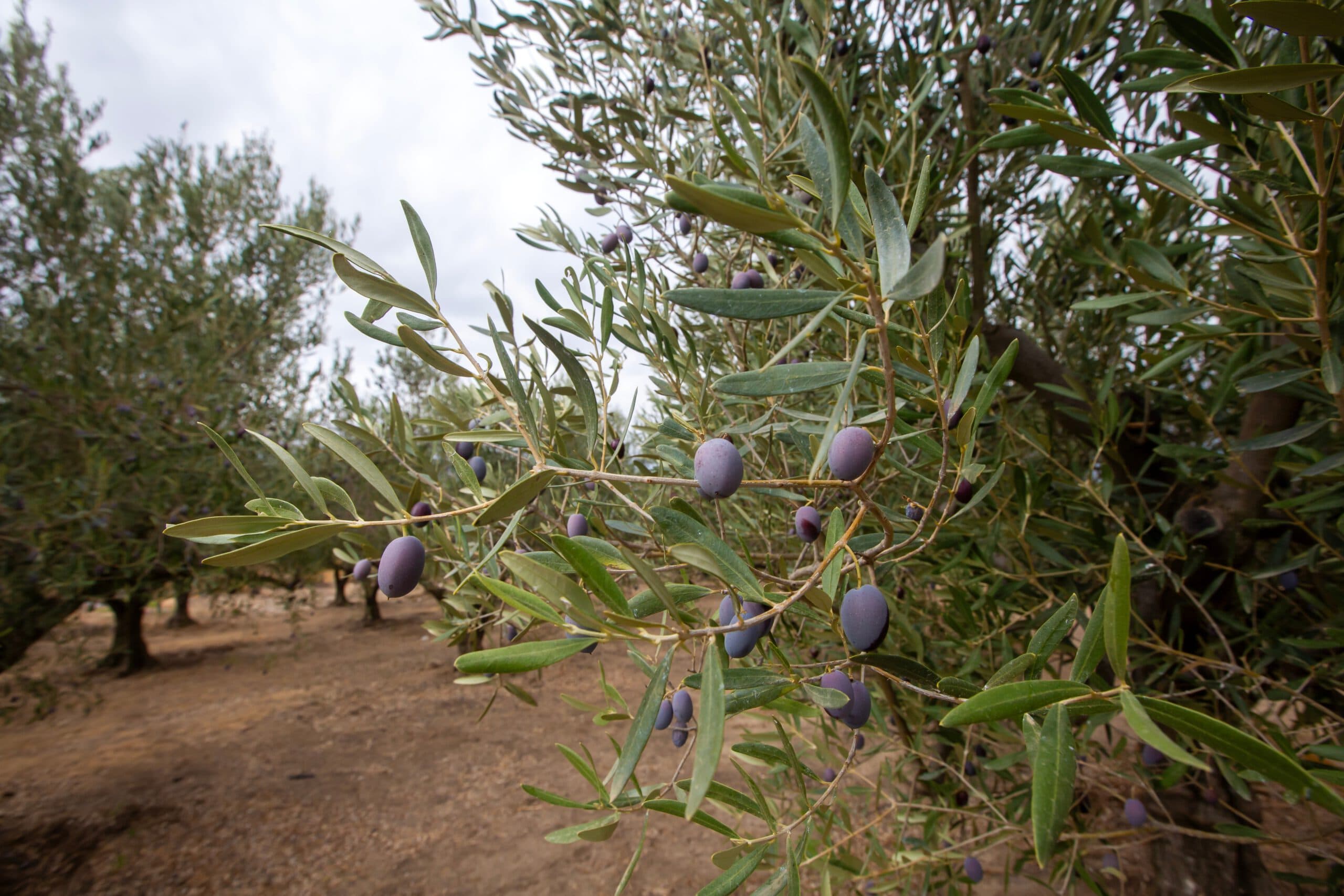Olive,Trees,Grove,In,Countryside.,Kalamata,,Messinia,,Greece