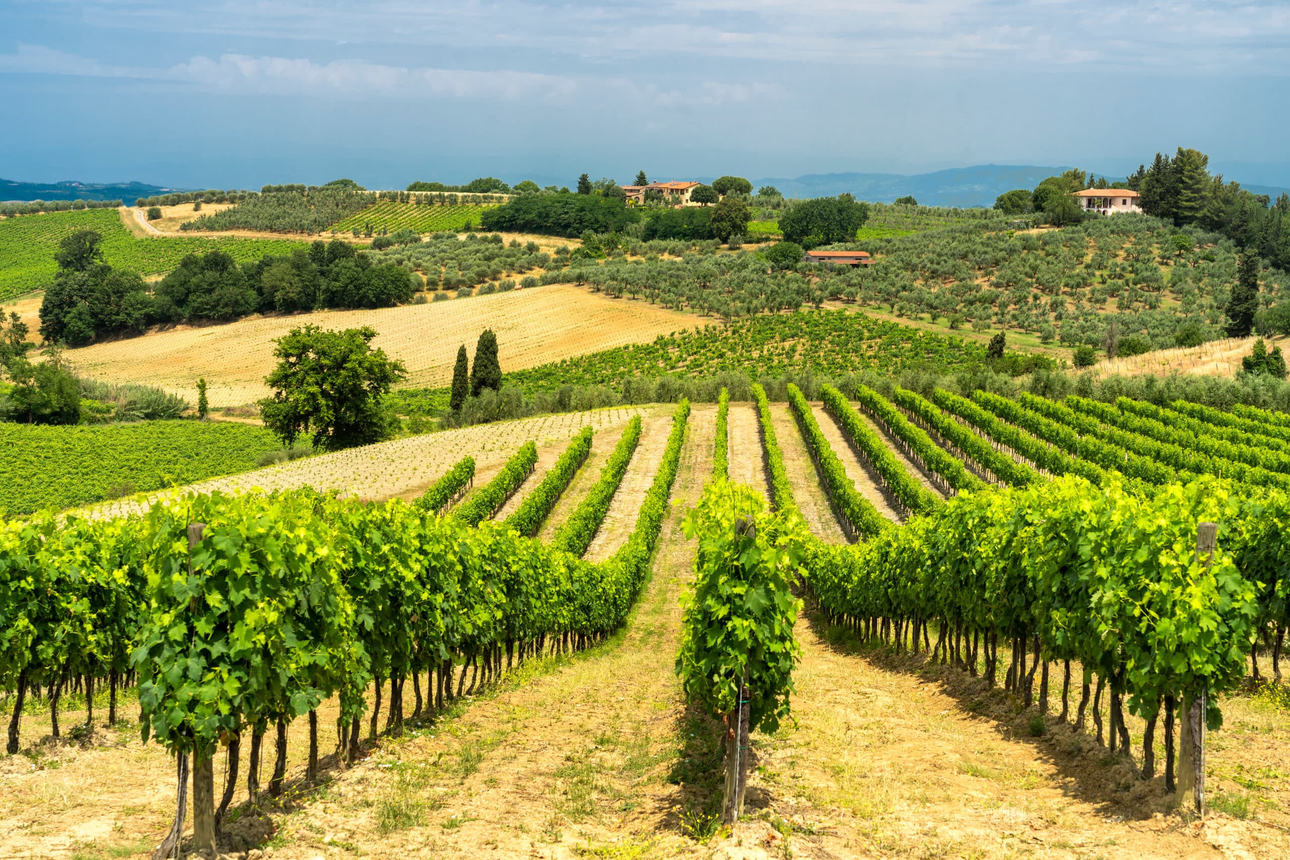 Private: Florence- Chianti Tour with 5 Wines, Oil & Vinegar Tastings (with light lunch)