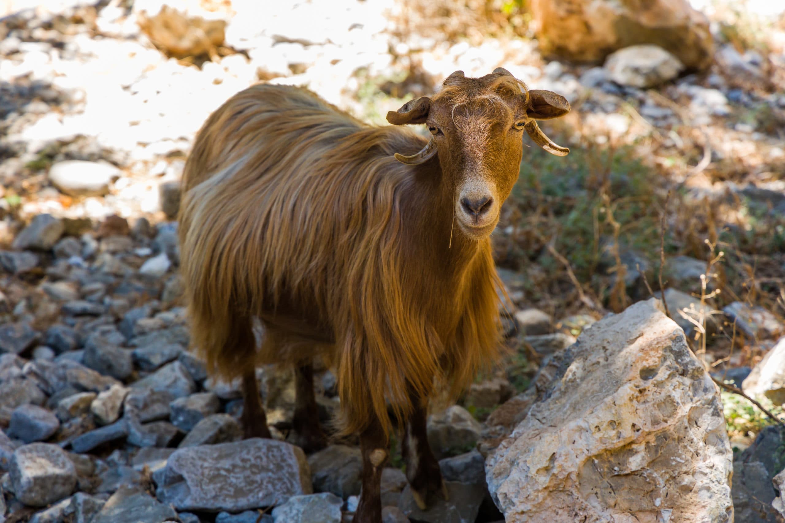 Friendly,Goats,In,The,Imbros,Gorge,In,Western,Crete,,Greece