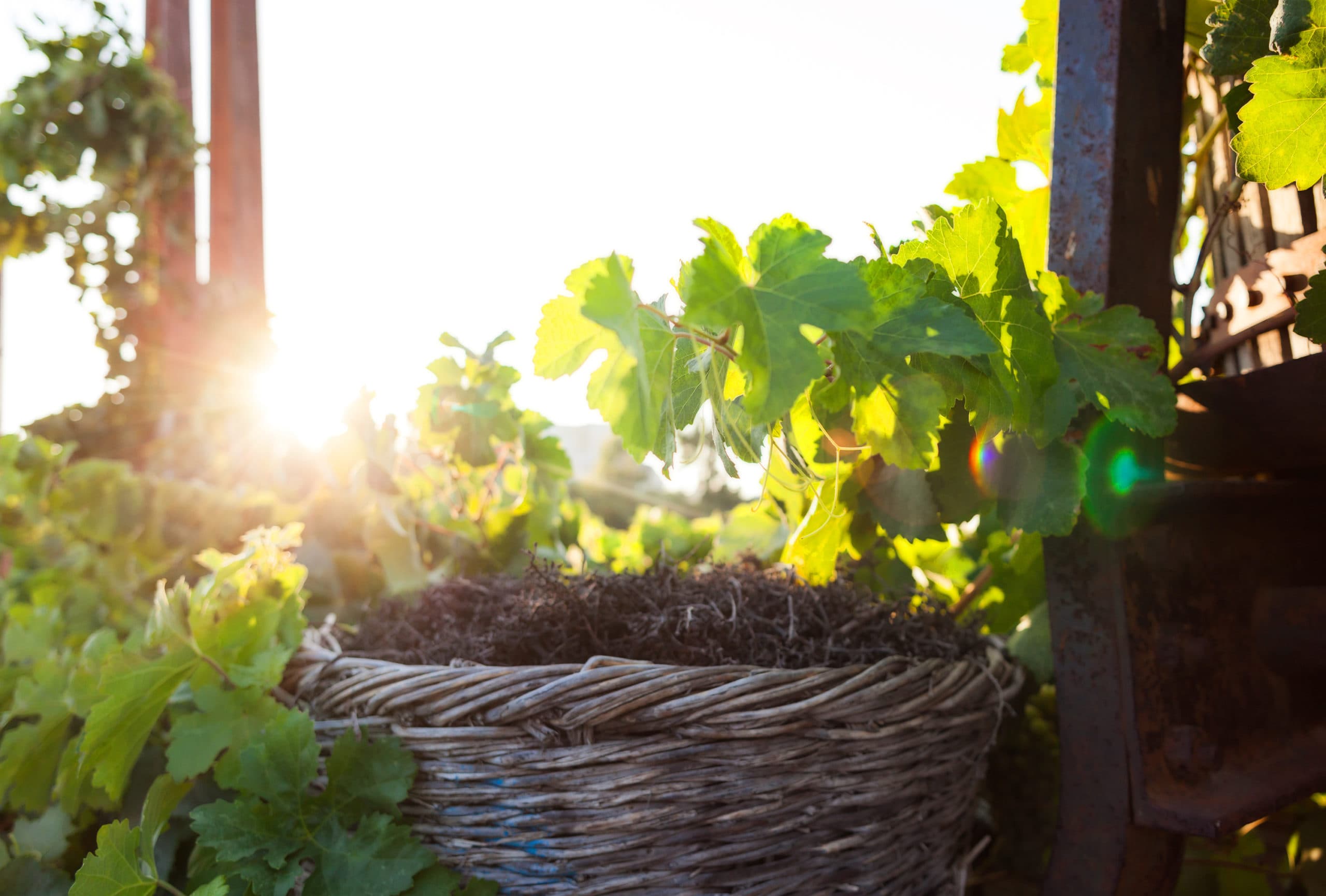 Baskets,With,Stalks,In,The,Vineyard,,Santorini,Island,,Greece.