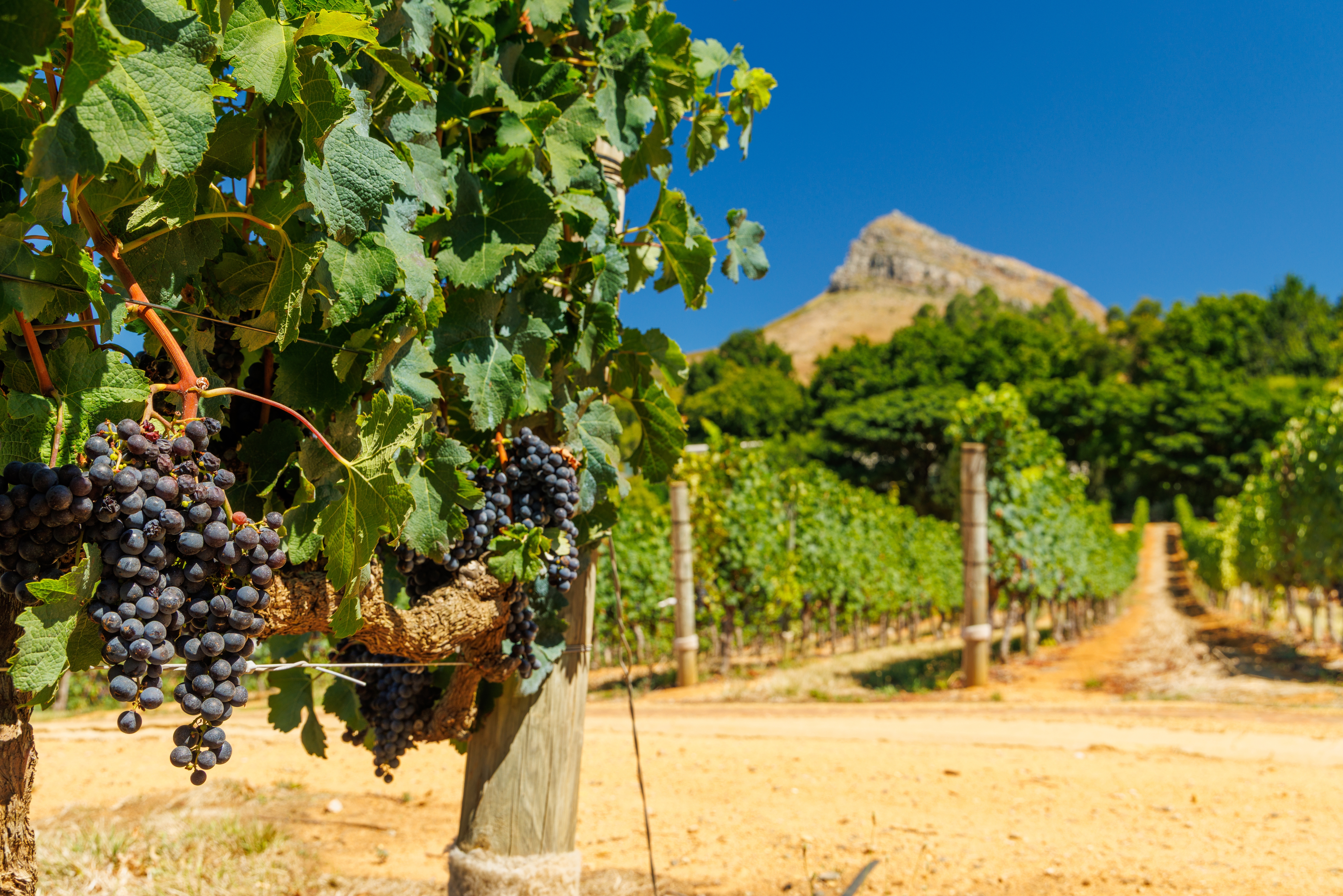 Vineyard,Bathed,In,Warm,Sunlight,In,South,Africa,,Scenic,Wine