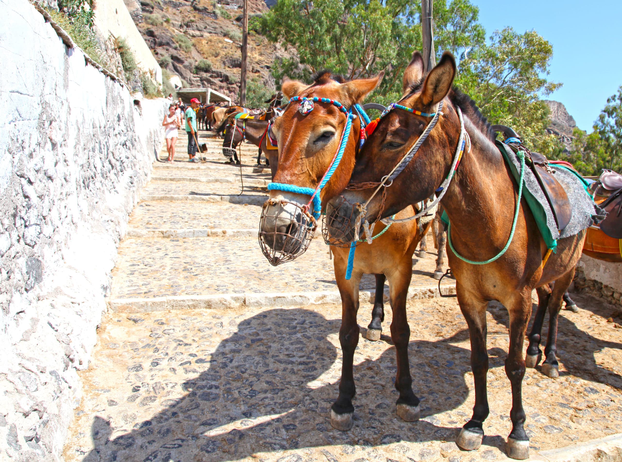 Fira,,Santorini,In,Greece,-,June,15,,2017:,Two,Mules