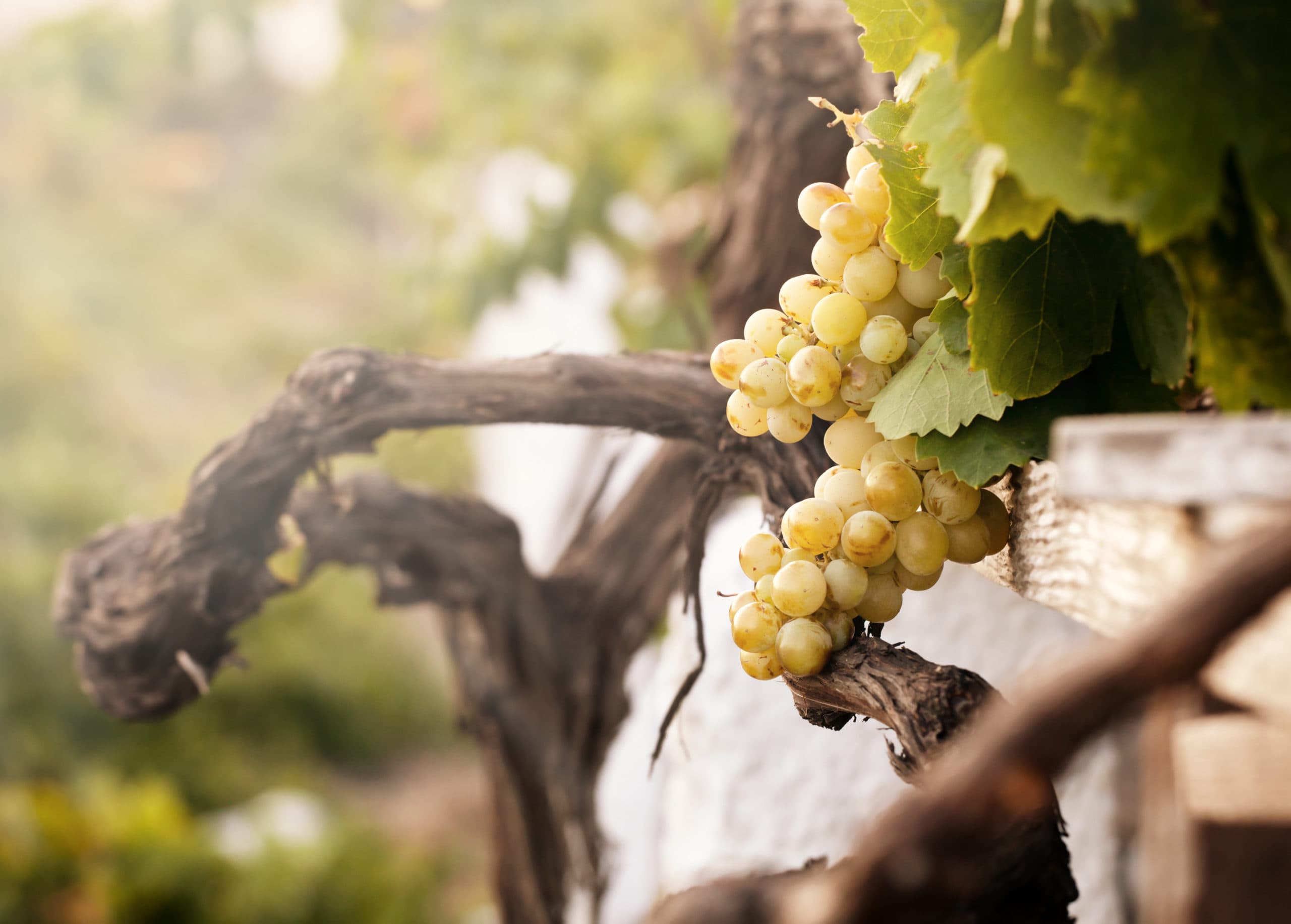 Bunch,Of,White,Grapes,In,The,Vineyard,In,The,Wine
