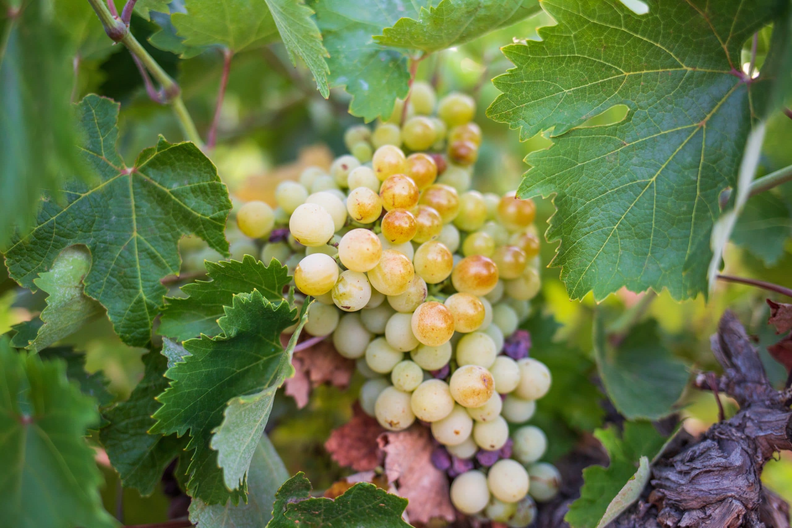 Close,Up,Of,White,Grapes,Before,Harvest,On,Wine,Yard
