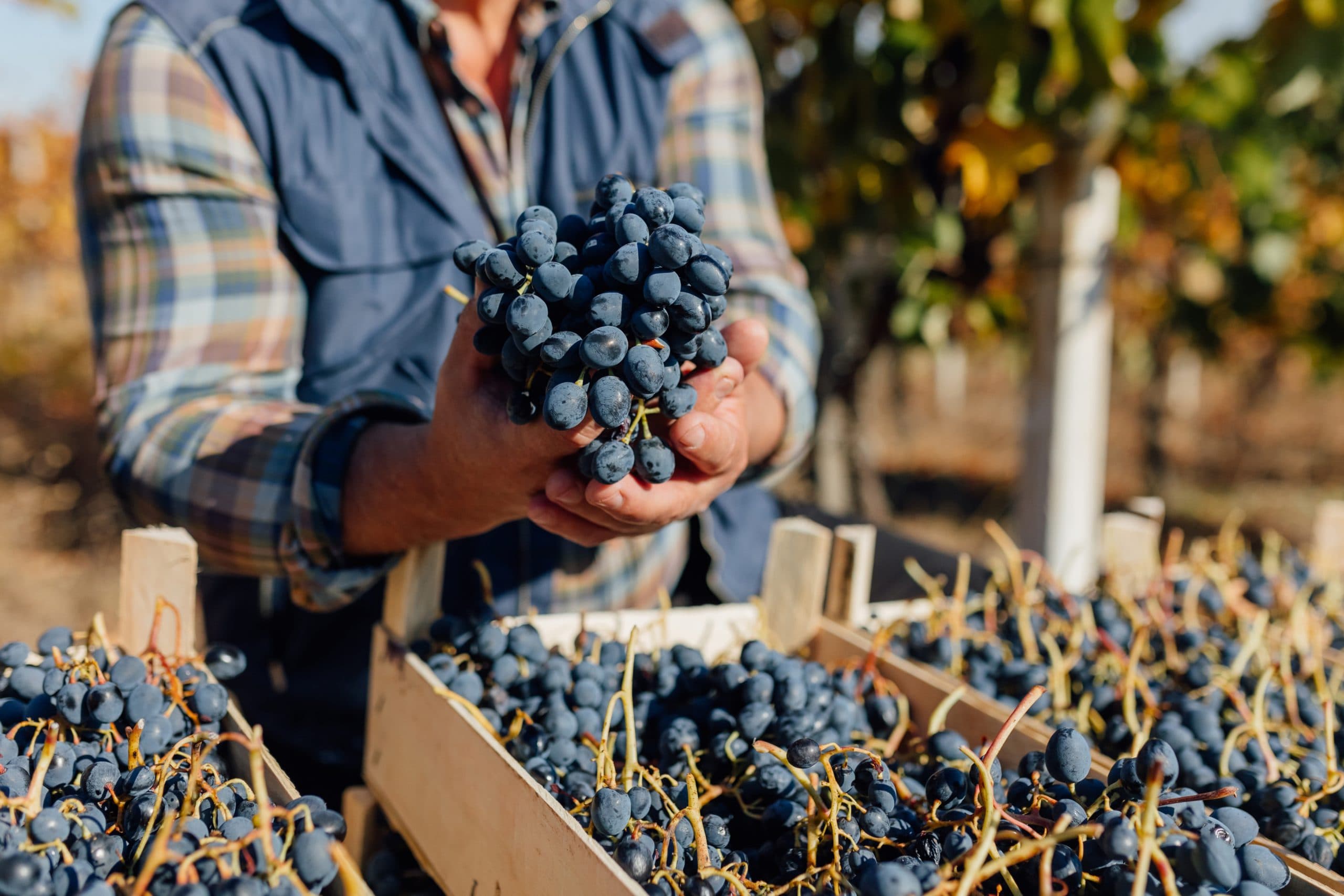 Hands,On,Grape,Evaluation,Senior,Farmer,Examining,Poma,Grapes,In