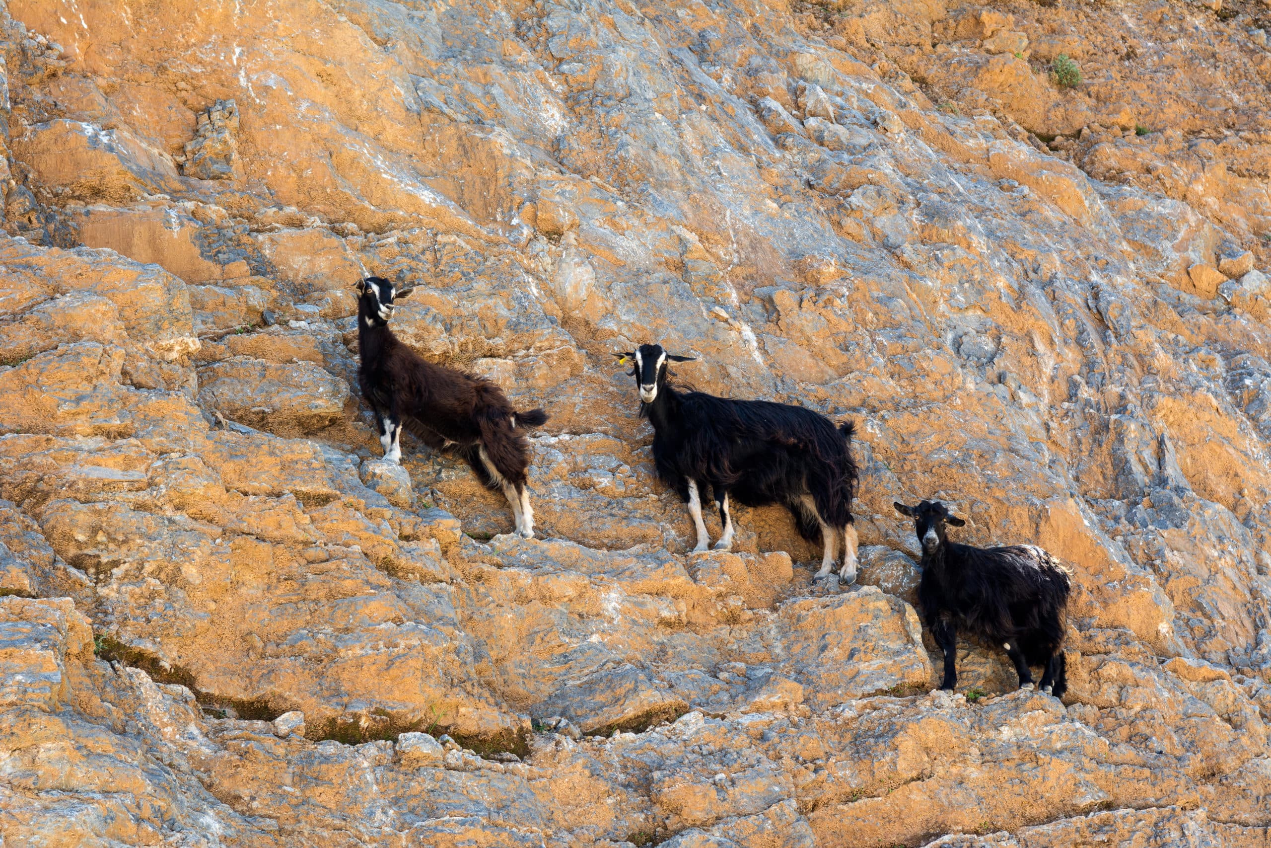 Feral,Goats,Kri-kri,Standing,On,The,Rocks.,(capra,Aegagrus).,The